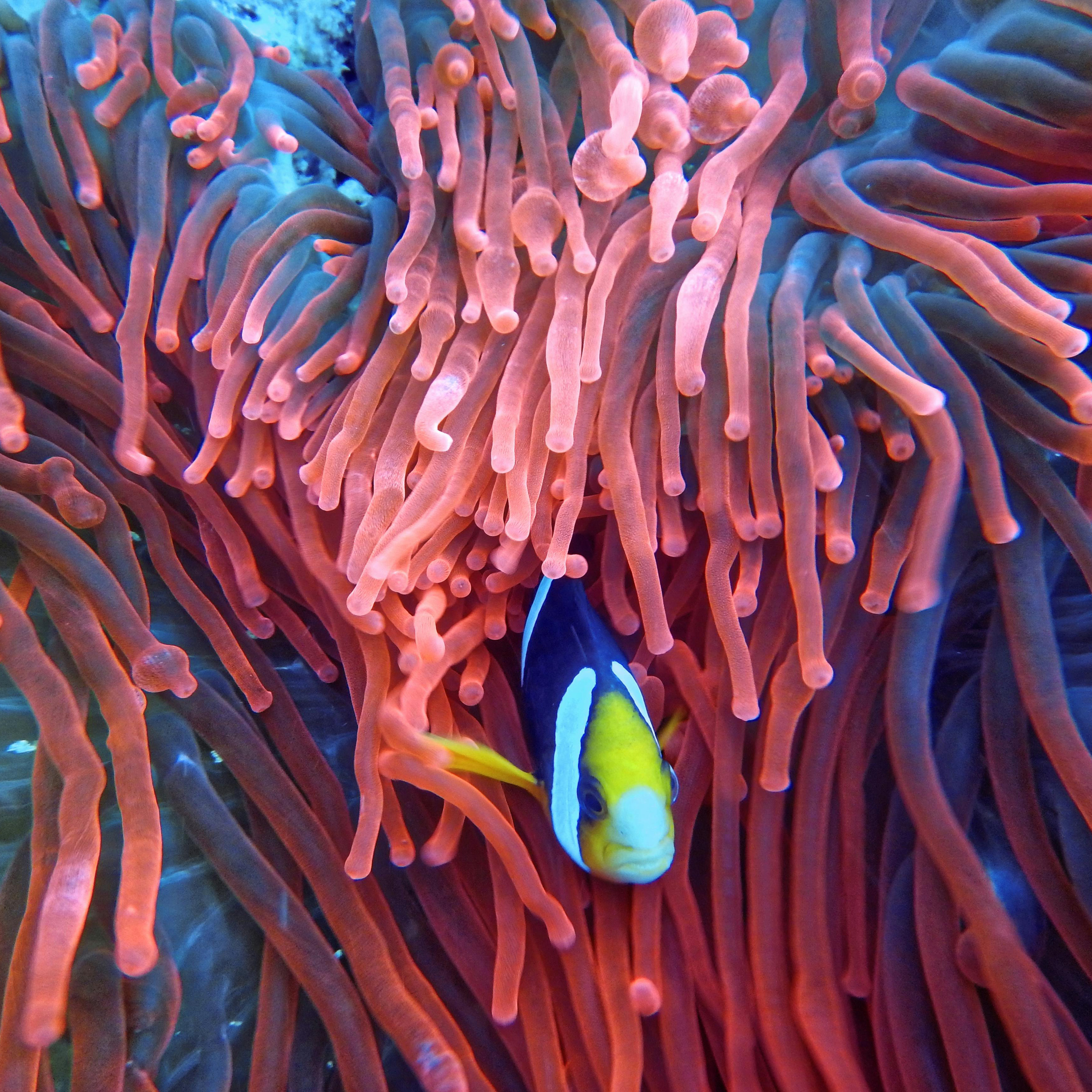 BUNAKEN